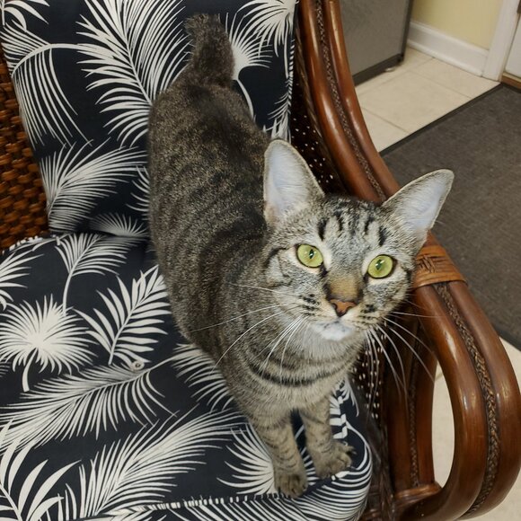 GREETINGS FROM NICKIE THE DISTRIBUTION CENTER MANAGER FOR THE RCA CAT CLOSET - Picture 1 of 1